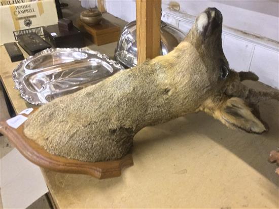 Taxidermic deer head